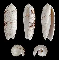 Oliva lignaria
