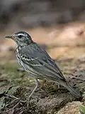Pipit à dos olive