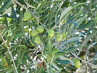 Image illustrative de l’article Huile d'olive de Nîmes