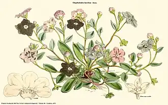 Description de l'image Omphalodes luciliae (Curtis).jpg.