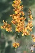 Oncidium harrisonianum