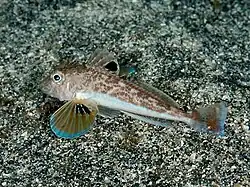 Lepidotrigla kishinouyei