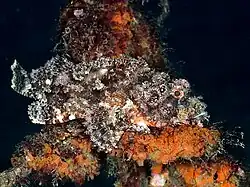 Scorpaenopsis cirrosa