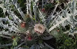 Onopordum acaulon subsp. acaulon.