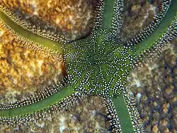 Ophiarachna incrassata