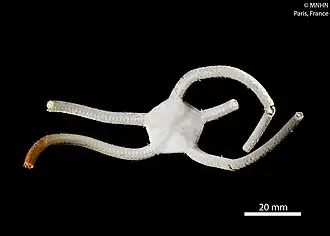 Ophiarachnella angulata.