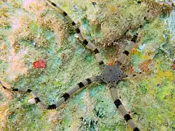 Ophiarachnella septemspinosa.