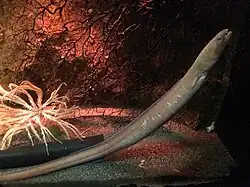 Ophichthus urolophus