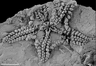 Ophiocantabria elegans, fossile du Dévonien.