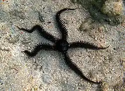 Ophiocoma cynthiae