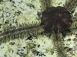 Face aborale d'un spécimen sombre.