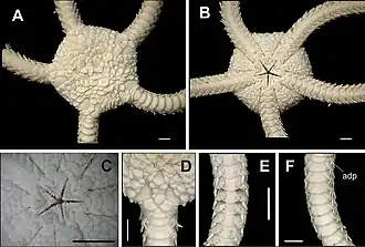 Ophiolepis impressa (détails)