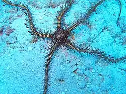 Ophiomastix janualis en Australie.