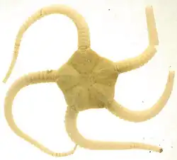 Ophiopleura borealis (ABMBS).