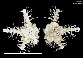 Ophiothamnus affinis, une Ophiothamnidae