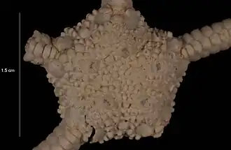 Ophiura ossiculata (USNM)