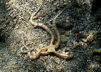 Complexe Ophionereis porrecta?