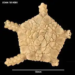 Ophiurolepis anceps (USNM)