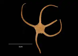 Ophiurolepis brevirima (USNM)