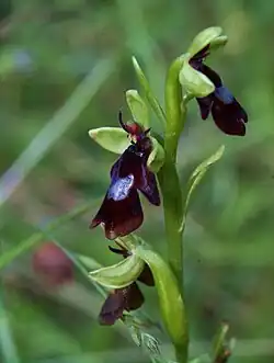 Ophrys mouche