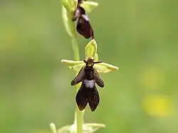 Vue rappochée d'une orchidée sauvage dont la fleur évoque la silhouette d'une mouche