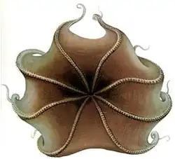 Opisthoteuthis extensa