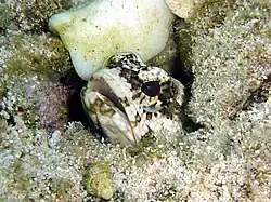 Opistognathus (en) macrognathus