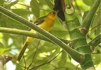 Description de l'image Orange-crowned Oriole f2.jpg.