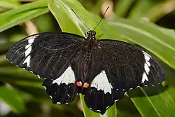 Papilio aegeus mâle