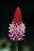 Primula vialii