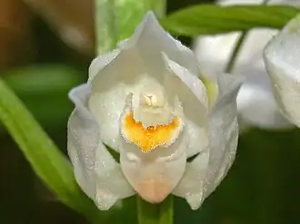 Macrophotographie en couleurs d'une fleur vue de face montrant des pétales et sépales blanc laiteux et brillants protégeant un labelle également blanc orné de petites excroissances orangées au centre.