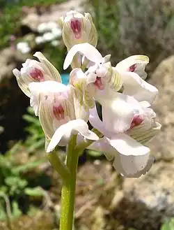 Orchis bouffon forme blanche