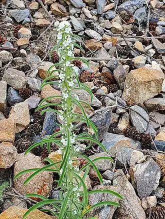 Description de l'image Oreocarya virgata Col.jpg.