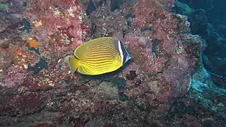 Description de l'image Oriental butterflyfish.jpg.