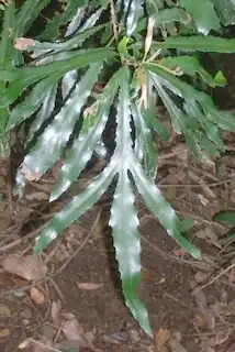 Description de l'image Orites excelsa Banda Banda.JPG.