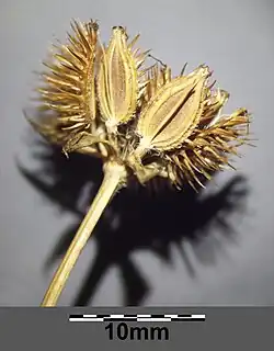 Photographie en couleur de fruits marron, épineux, sur fond noir.