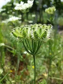 Photographie en couleur d'une ombelle composée de fruits immatures, verts.