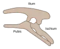 Structure pelvienne des Ornithischia (côté gauche)