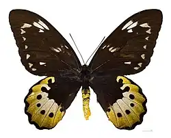 Troides goliath - MHNT