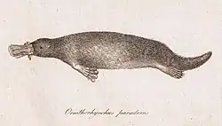 Gravure représentant un marsupial possédant à la fois certaines caractéristiques des oiseaux et des mammifères