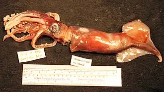 Description de l'image Ornithoteuthis antillarum.jpg.