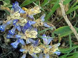 Description de cette image, également commentée ci-après