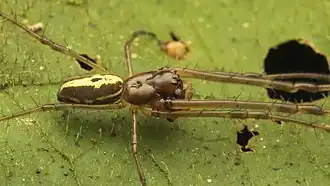 Description de l'image Orsinome vethi.jpg.