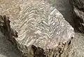 Gneiss plissé.