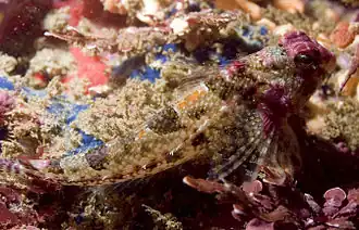 Orthonopias triacis.