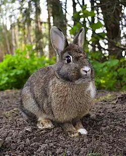 Oryctolagus cuniculus (Lagomorpha)