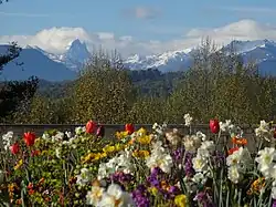 Photographie en couleurs de fleurs multicolores sur fond de paysage enneigé.