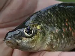 Osteochilus vittatus
