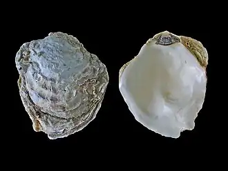 Ostrea edulis