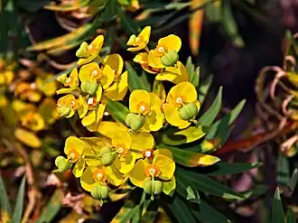 Euphorbe arborescente.